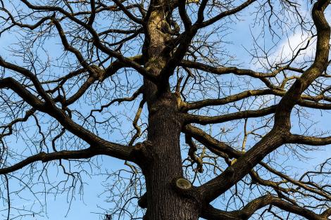 Fototapete kahler Baum