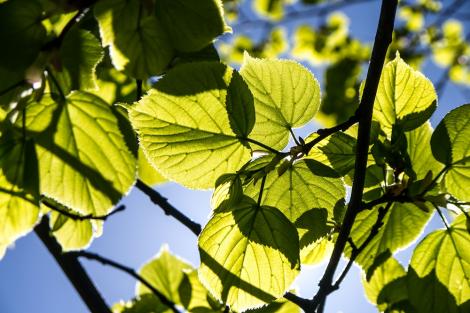 Fototapete Blätter im Frühling