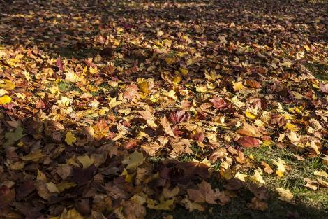 Fototapete Herbstblätter