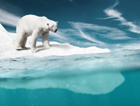 Fototapete Eisbär auf einer Eisscholle