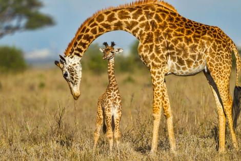 Fototapete Muttergiraffe mit Babygiraffe