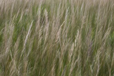 Fototapete verschwommene Gräser im Wind