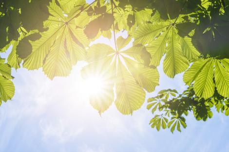 Fototapete Kastanienblätter im Sonnenlicht