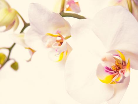 Fototapete weiße Orchideen