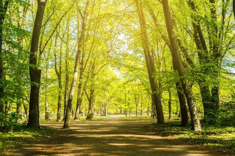 Fototapete Park im Frühling