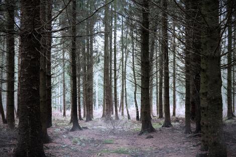 Fototapete unheimlicher Wald