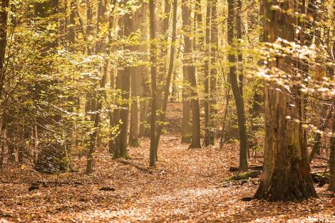 Fototapete lichterfüllter Herbstwald