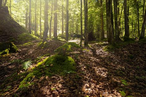 Fototapete Wald im Sonnenlicht