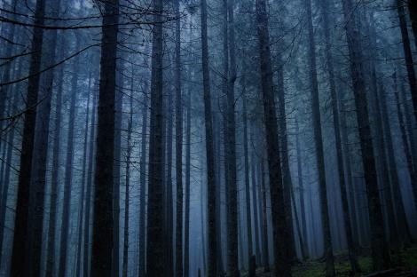 Fototapete Dunkelheit im Wald