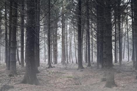 Fototapete nebeliger Wald