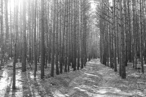 Fototapete Waldweg