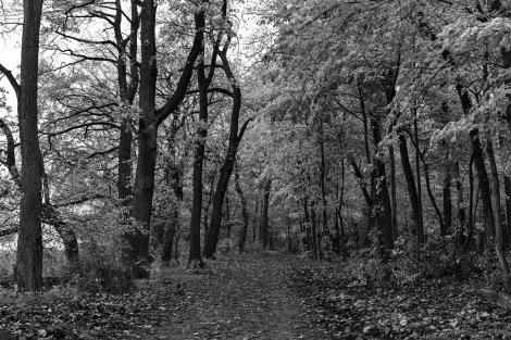 Fototapete Herbstwald in Schwarzweiß