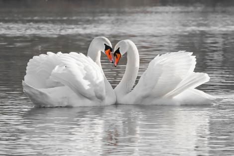 Fototapete zwei Schwäne auf einem See