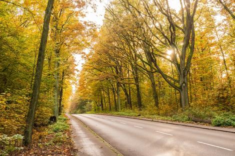 Fototapete Straße in einem Wald im Herbst