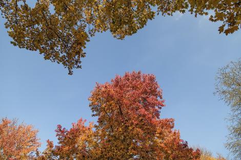 Fototapete Bäume im Herbst