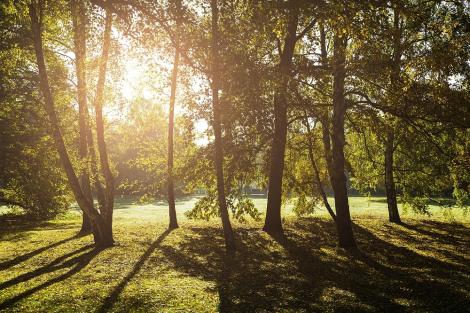 Fototapete Wald im Sonnenlicht